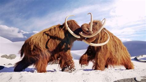The Cia Wants To Bring Woolly Mammoths Back From Extinction Live Science