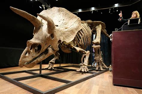 Worlds Largest Triceratops Skeleton Sells For 77 Million In Paris