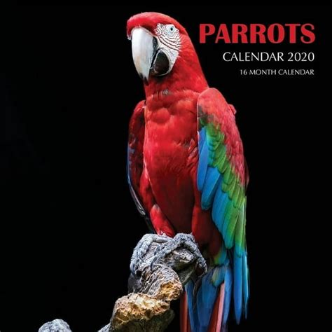 Parrots Calendar 2020 16 Month Calendar Paperback
