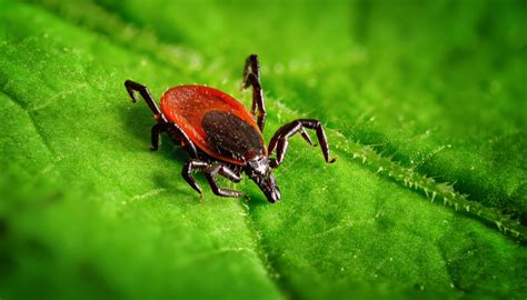 What Does It Mean To Dream About Ticks
