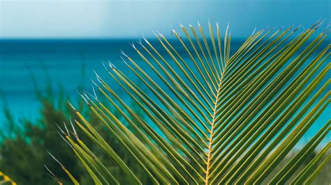 Download Wallpaper 1280x720 Palm Branch Leaves Ocean