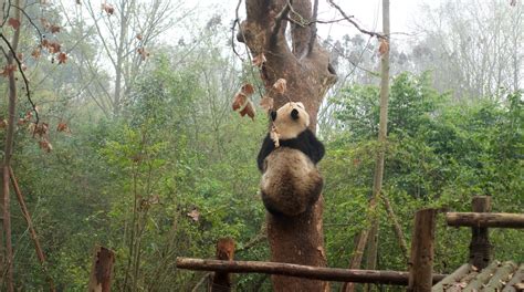 Chengdu Research Base Of Giant Panda Breeding In Chenghua Tours And