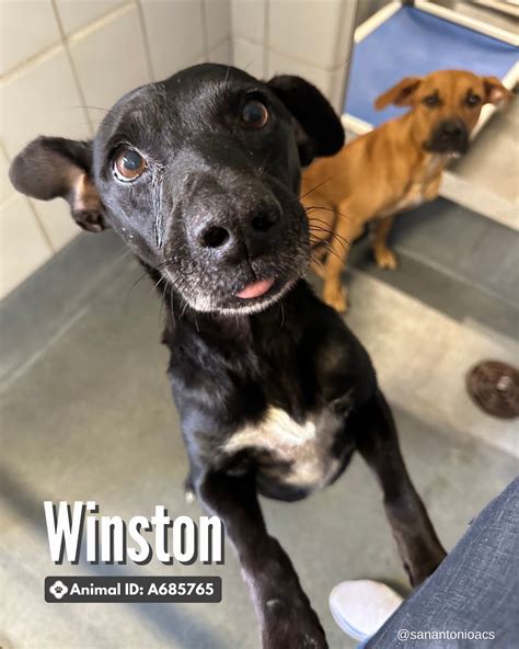 20+ pets... - City of San Antonio Animal Care Services