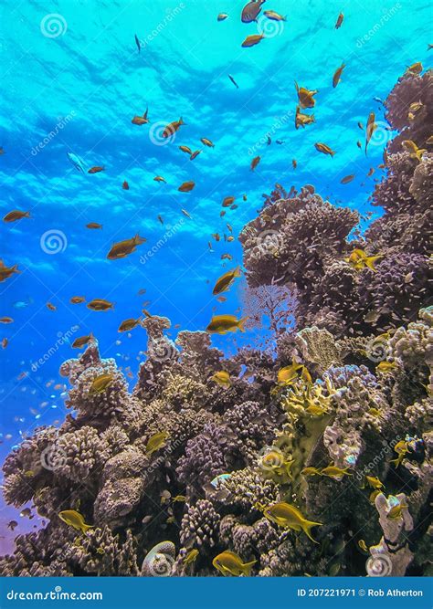 Coral Reefs In The Red Sea Stock Image Image Of Life 207221971