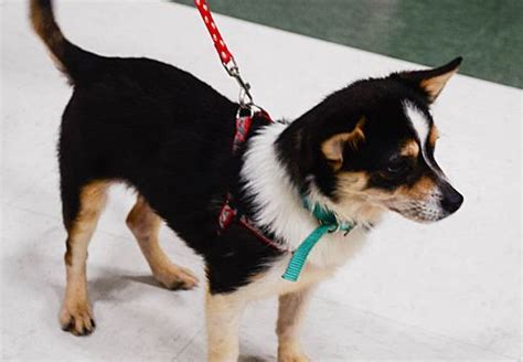 10 places to find corgi puppies for sale. Beavercreek, OH - Corgi. Meet Teddy a Dog for Adoption ...