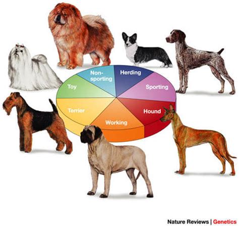 What Are Several Different Groups Of Dog Breeds