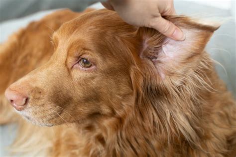 How To Prevent Yeast Infections In Your Dogs Ears Redmond