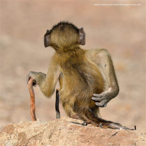Comedy Wildlife Photography Awards Le Foto Finaliste Corriere Nazionale