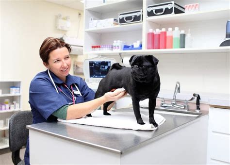Moving towards zero asthma emergencies. Top 10 Veterinary Clinics in Penang