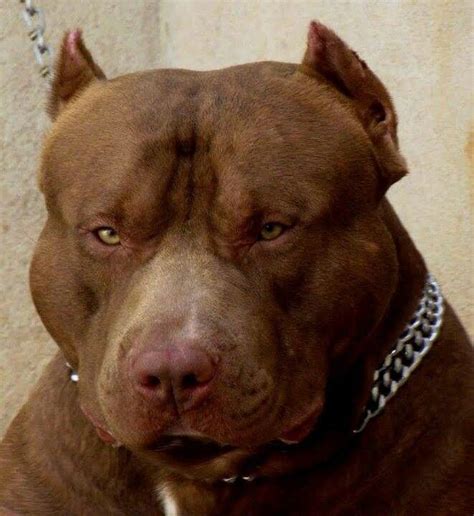 You can damage your pup's sight if you try to force the issue. Fat or Muscle? You decide. | Pitbulls | Pinterest | Muscle