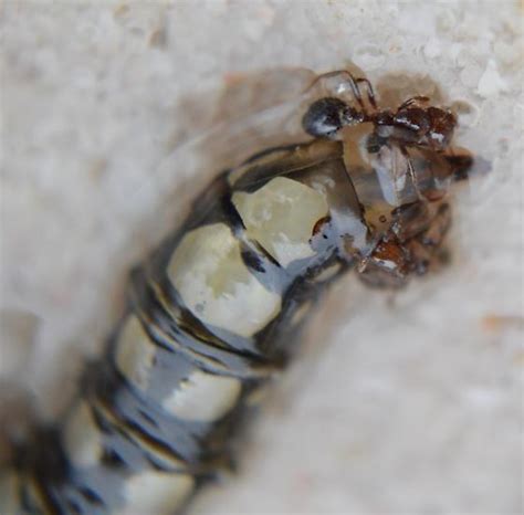 Horse Fly Larvae Id Help Species Bugguidenet