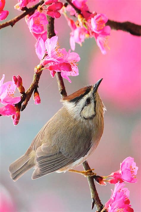 20 Free Spring Wallpaper With Birds Basty Wallpaper