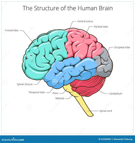 Estructura Del Vector Del Diagrama Esquemático Del Cerebro Humano