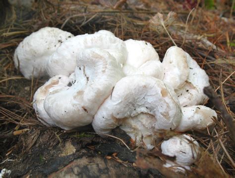 Aborted Entoloma (Entoloma abortvitum) - Mushroom-Collecting.com