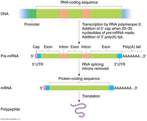 Revision Dna Namuhyou