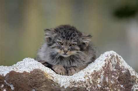 Manul Kitten Cats Wild Cat Species Pets