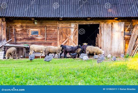 Farm Animals Near Wooden House Stock Image Image Of Looking Sheep