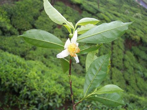 Camellia Sinensis Trees To Plant Plant Leaves Tea Leaves Tea Plant