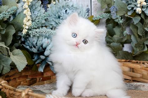 2 beautiful, fluffy, black and white males for sale, kittens will be fleaed , weaned , wormed and little trained. White Persian Kittens | White Persian Cats | Pure White ...
