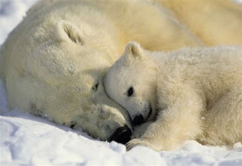 Pinned from Pin It for iPhone | Baby polar bears, Polar ...