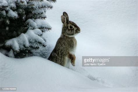 Snow Rabbit Photos And Premium High Res Pictures Getty Images