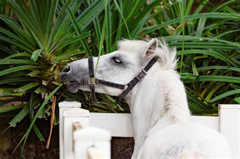 Grappig Jong Paard Die Bloemen Eten Door De Omheining Stock Foto