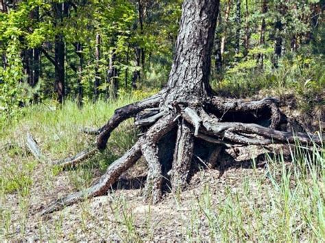 Oak Tree Root System Are Oak Tree Roots Invasive Leafyjournal