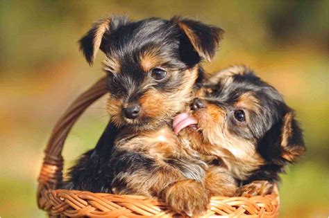 Once in the stores they have a veterinarian visit every week until they find a home. teacup puppies for sale near me under 300 dollars