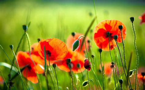 Most Downloaded Poppies Wallpapers Full Hd Wallpaper Search Poppy