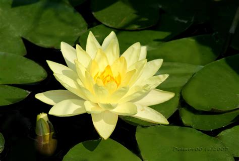 Yellow Water Lily By Desmo100 On Deviantart