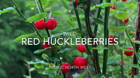 Wild Red Huckleberries Youtube