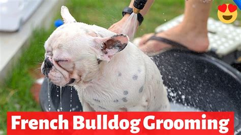 How To Groom A French Bulldog What Do You Need To Properly Groom A