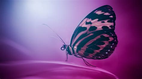 Pink Butterfly Image Abyss
