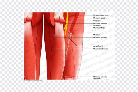 Descarga Gratis Compartimiento Posterior Del Muslo Rodilla Anatom A