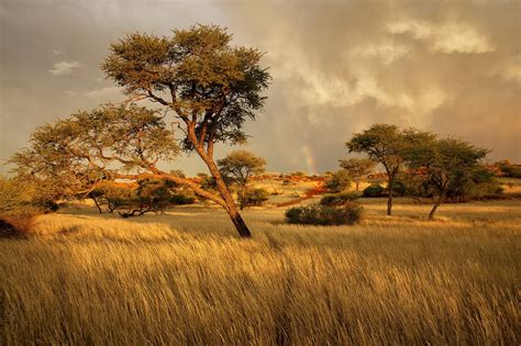 Landscape Africa Trees Wallpapers Hd Desktop And Mobile Backgrounds
