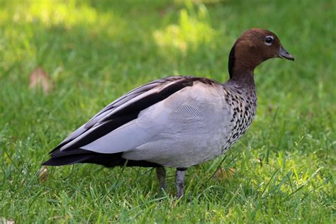 Australian Wood Duck New Zealand Birds Online