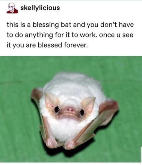 These Bat Memes Had Us Rolling With Laughter Always Pets