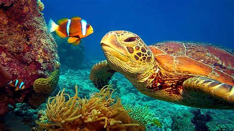 11 Hours Stunning Underwater Footage Music Great Barrier Reef Turtle