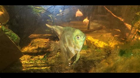 Green Giant Angelfish Gets A New Home For Now Youtube