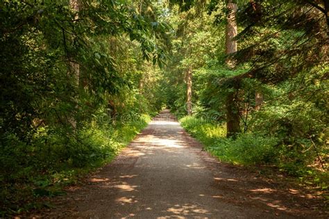 Straight Gravel Trail Leading Into The Forest Stock Image Image Of