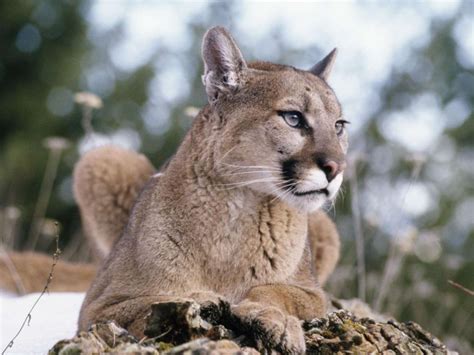 Pumas werden zwischen 60 bis 90 cm groß. Nordamerikanischer Puma offiziell ausgestorben | Holidog Times
