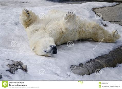 Polar Bear From The Toronto Zoo Stock Image Image Of Female Polar