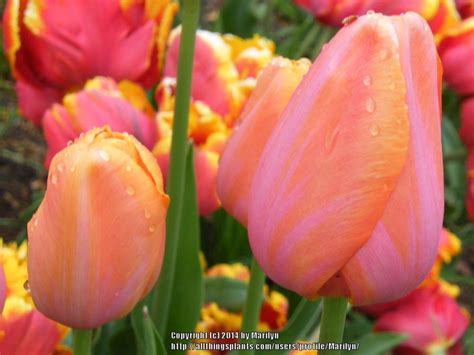 Single Late Tulip Tulipa Dordogne In The Tulips Database
