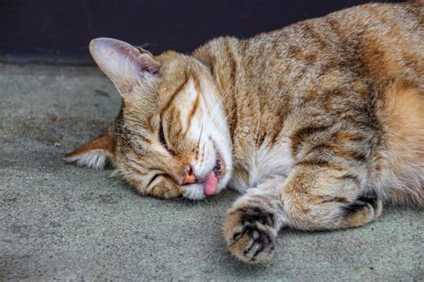 Tabby Cat Sleeping Peace Fully On The Floor Its Mouth Open With Tongue