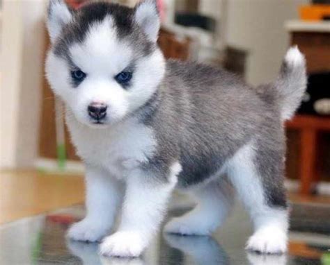 Feb 13, 2021 · if you're looking for the cutest dog breeds, you've come to the right spot. Cutest Husky Puppy In The World | PETSIDI