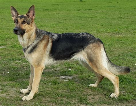 How many puppies can a dog have? A Guide into Short Haired German Shepherd | Glamorous Dogs