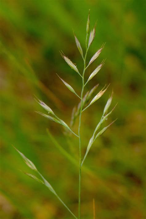 Seeds For Planting Festuca Rubra Seeds Red Fescue Creeping Red