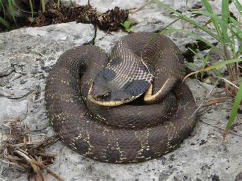 Snakes Of Missouri Missouris Natural Heritage Washington