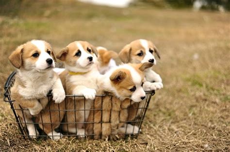 We have corgi puppies for sale some will be great for herding or a member of your family. Corgi Puppies For Sale — Hill Country Corgis