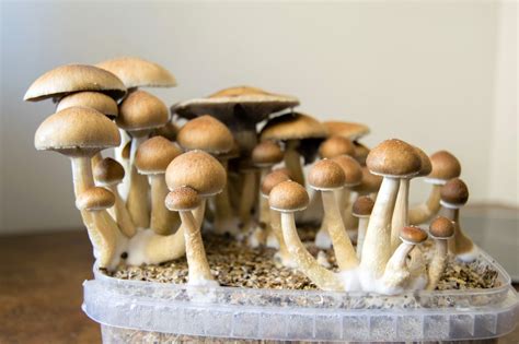 Everything You Need To Know About Denver Decriminalizing Magic Mushrooms